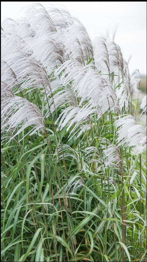 miscanthus-sinensis-memory