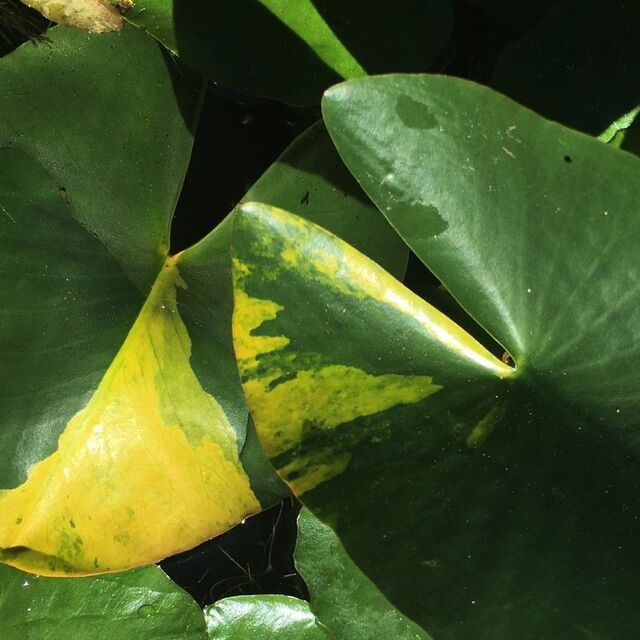 nuphar-PUMILA-variegata