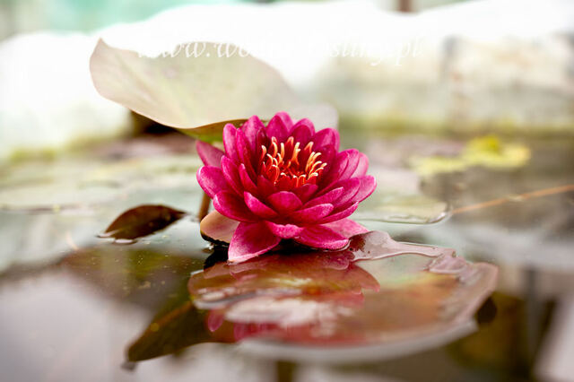 Piękny kwiat lilii wodnej 