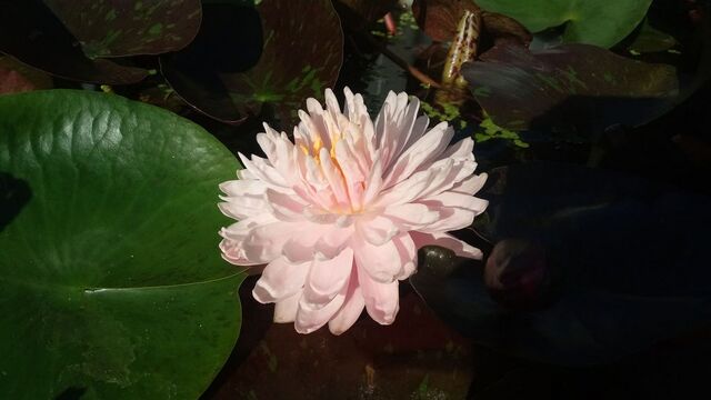 Piękny kwiat lilii wodnej