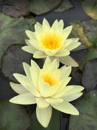 Piękne żółte kwiaty lilii wodnej
