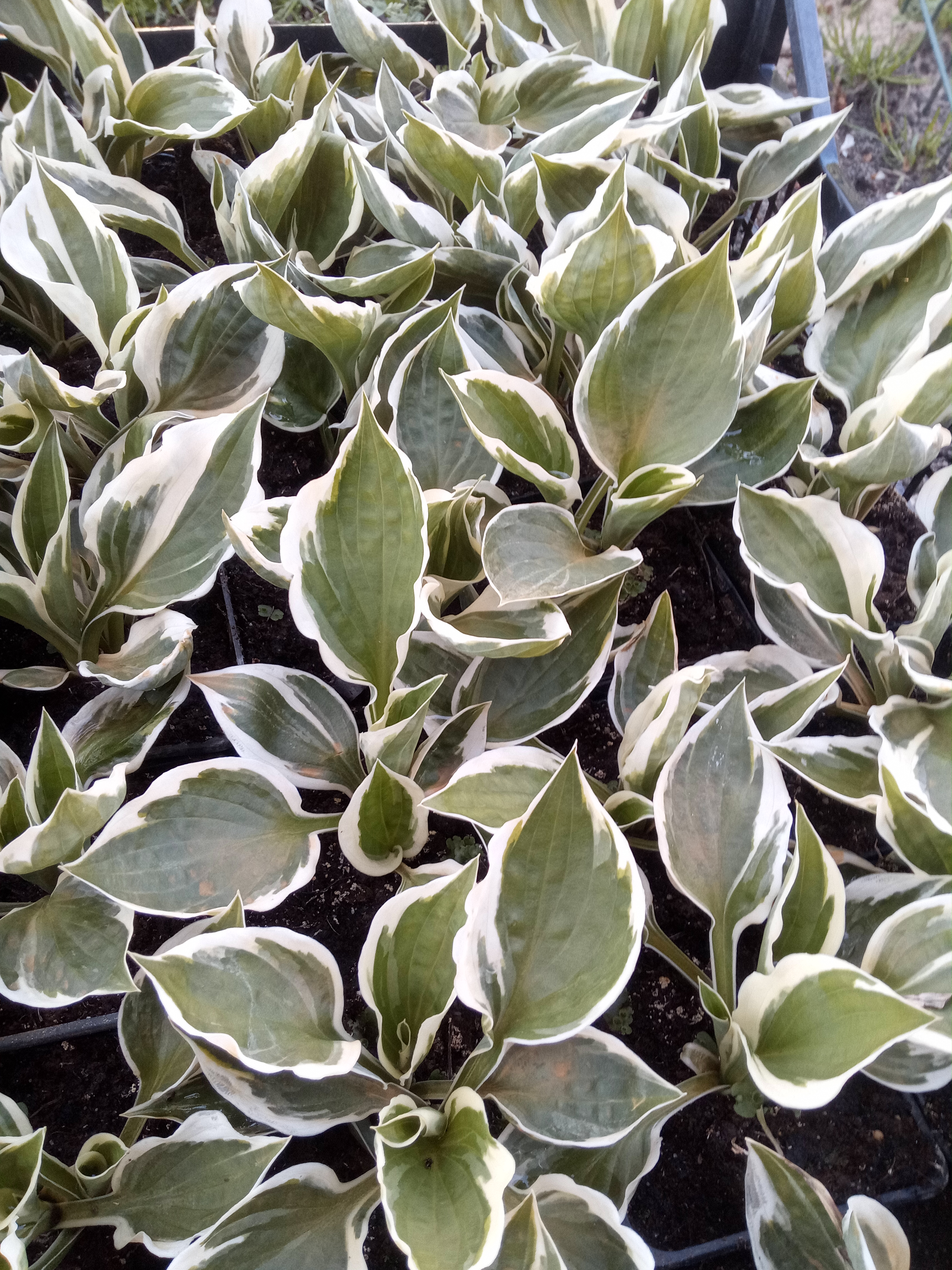 Funkia Hosta Patriot