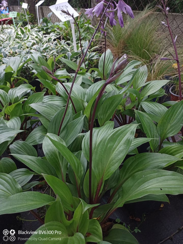 Funkia Hosta First Blush: do ogrodu, oczka | Wodne rośliny Perfekt Klik