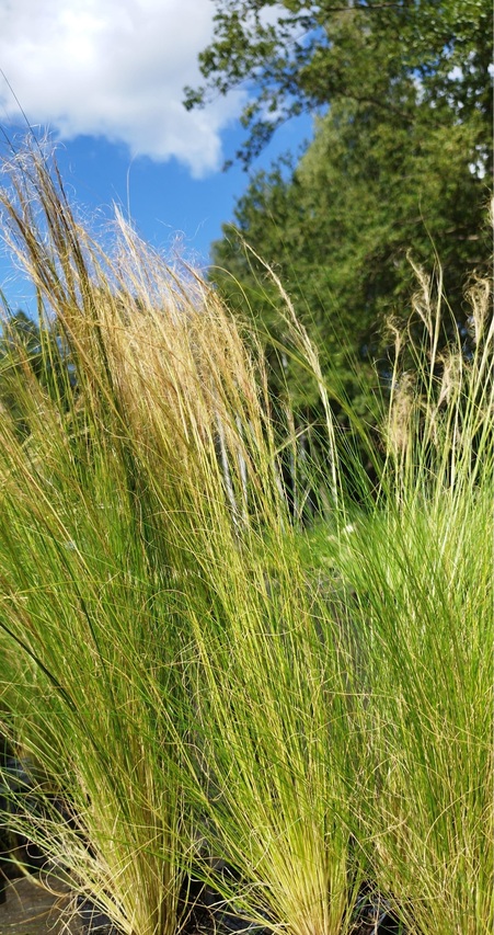 dorodna sadzonka trawy ostnica opony tails
