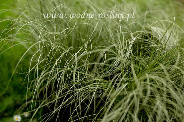 przykładowa-aranzaca-trawy-frosted-curl