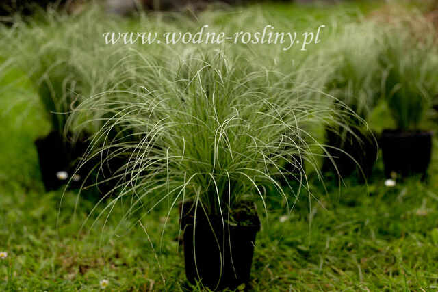 Przykładowa sadzonka trawy frosted curly