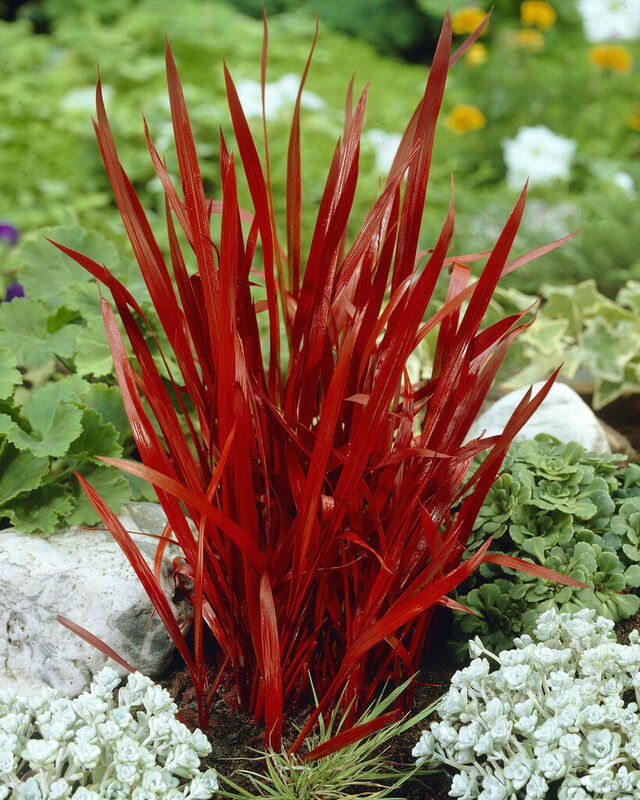 trawa-imperata-cylindrica-red-baron_1_1