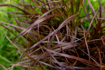 Zdjęcie zrobione z bliska przepięknej trawy rubrum 