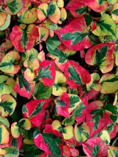 Imponujące kolory liści tułacza chameleona
