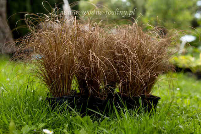 Kilka sadzonek trawy włosystej bronco 