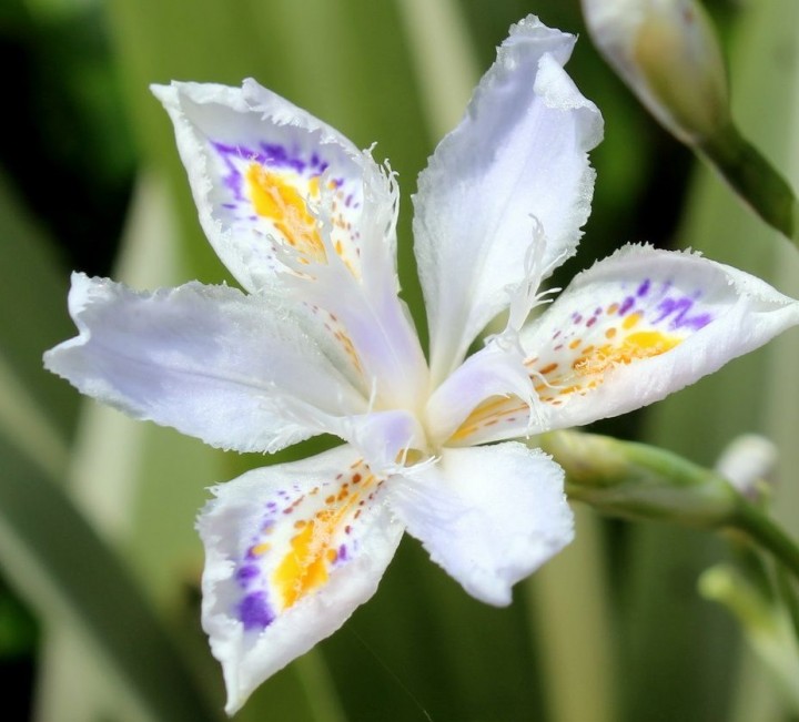 IRYS TECTORUM CRUELLA  Storczykowe kwiaty