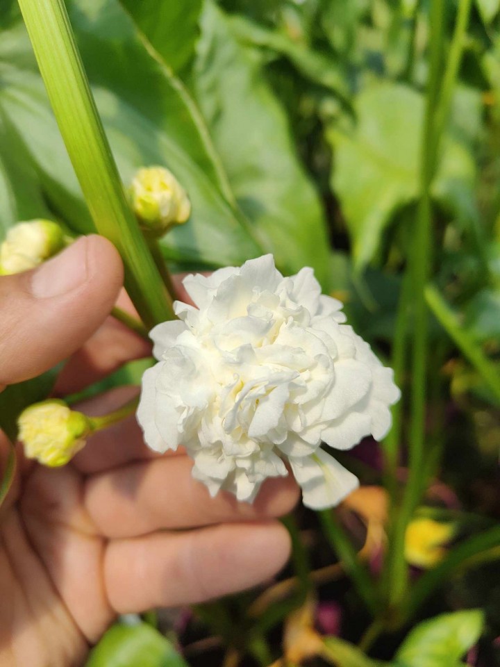 Sagittaria JAPONICA Strzałka Pełnokwiatowa FLORE PLENA