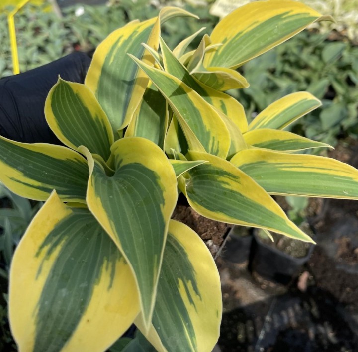 FUNKIA HOSTA Autumn Frost