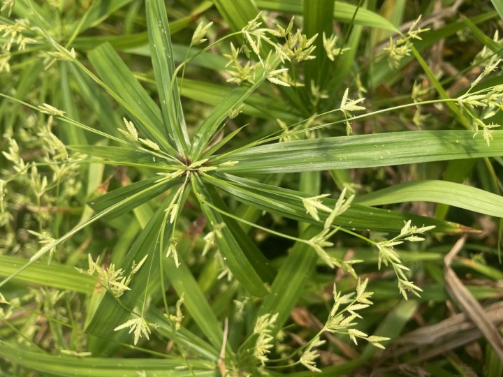 CYPERUS DIFFUSUS Papirus Niski Parasolka