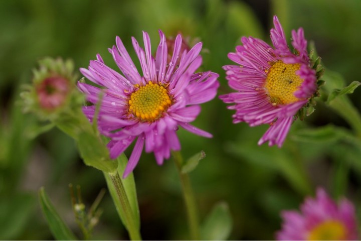 Aster alpinus Happy End Piękne Różowe kwiaty 