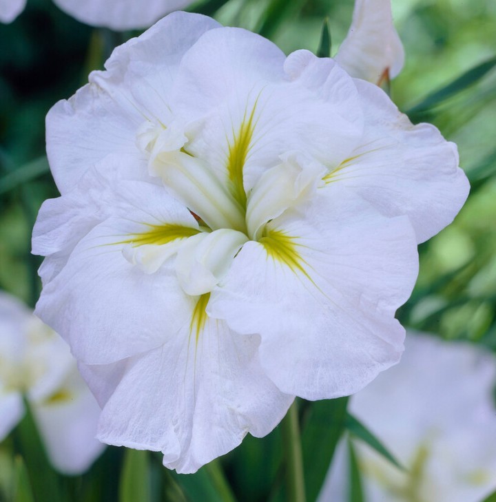 Iris ensata White Ladies Irys Japoński Biały