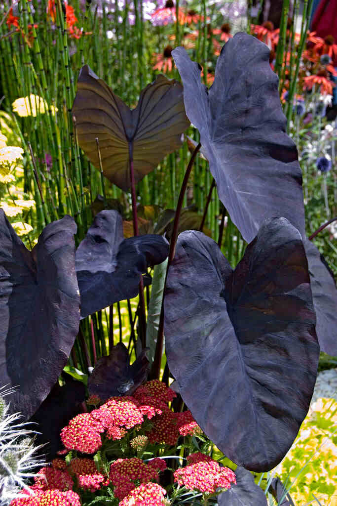 KOLOKAZJA JADALNA BLACK MAGIC Colocasia esculenta